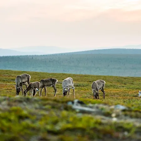 Kakslauttanen Arctic - Igloos And Hotel
