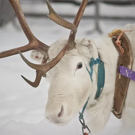 Kakslauttanen Arctic - Igloos And 5*