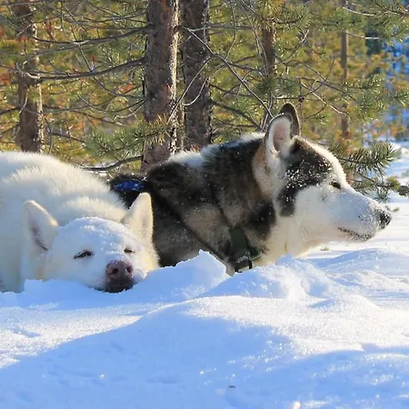 卡克斯劳塔宁阿克蒂克度假酒店 - 圆顶小屋和小木屋 酒店 萨利色尔卡