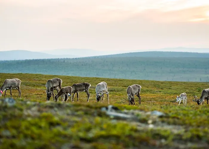 Kakslauttanen Arctic - Igloos And Hotel