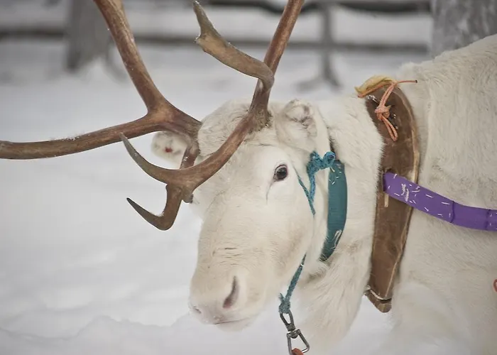 Kakslauttanen Arctic - Igloos And 5*