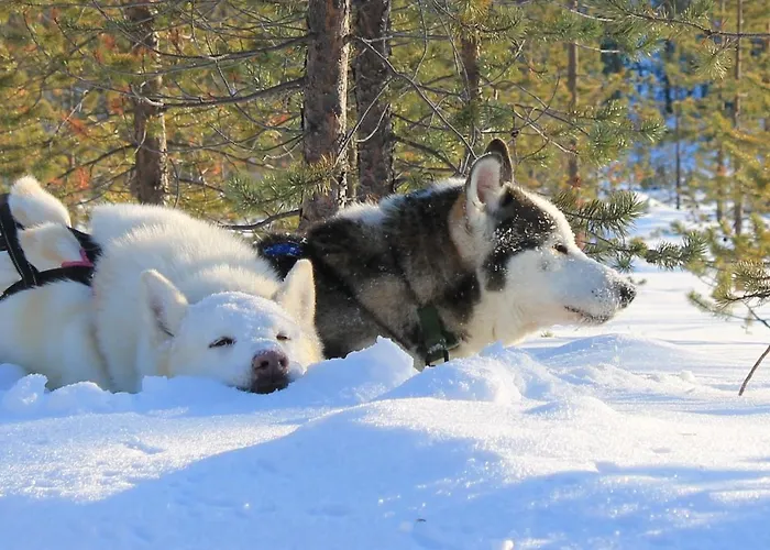 Kakslauttanen Arctic - Igloos And Hotel Saariselkä